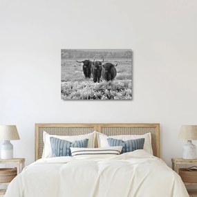Üveg kép - Skót tehenek (70x50 cm)