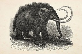 Illusztráció Engraving of extinct woolly mammoth from 1872, Grafissimo