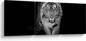 Kép - Sárga szemű tigris (órával) (90x30 cm)