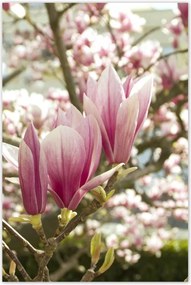 Poszterek 60x90 Magnólia