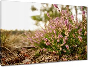 Vászonkép 90x60 Erdei láp