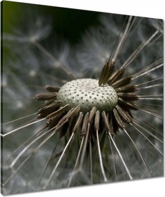 Vászonkép 60x60 Pitypang belülről