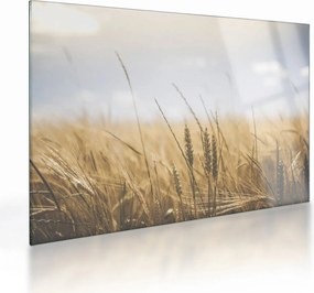A gabona képe (üvegen) (70x50 cm)