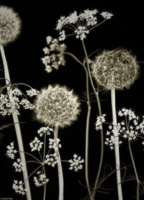 Poszter 20,5x28,4cm Réti virágok 2, Assaf Frank