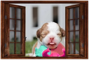 Poszterek 90x60 Chihuahua