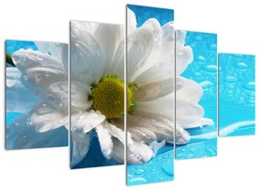 Kép - százszorszép, virág (150x105cm)