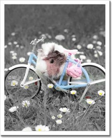 Poszterek keretben 40x50 Tengerimalac kerékpárral