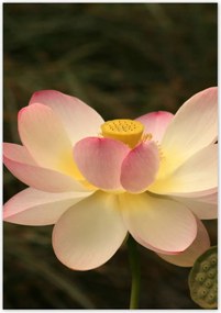 Poszterek 70x100 LĂłtusz LĂłtuszvirĂĄg