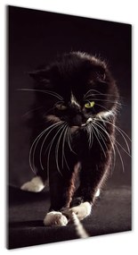 Üvegkép Fekete macska osv-119089470