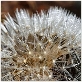 Poszterek 100x100 Pitypang Virág Virágok