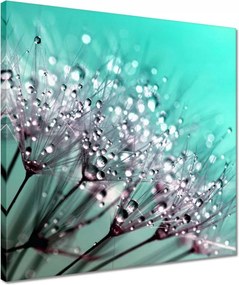 Vászonkép 40x40 Harmatcseppek Pitypang