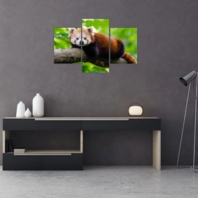 A vörös panda képe (90x60 cm)