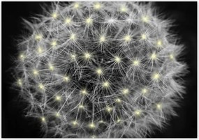 Poszterek 100x70 Pitypang Virág Virágok