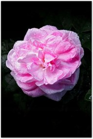 Poszterek 80x120 Rózsaszín bazsarózsa cseppekkel