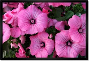 Poszter keretben 60x40 Lila virágok