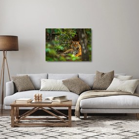 Pihenő tigris képe (üvegen) (70x50 cm)