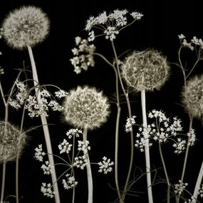 Poszter 40x40cm Réti virágok 2, Assaf Frank