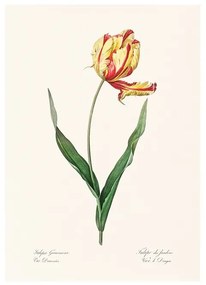Tulipán művészi nyomat, print A5