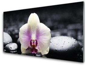 Akrilkép Virág orchidea növény 100x50 cm 2 fogas