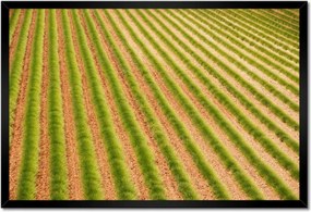 Poszterek keretben 60x40 Zöld Provence