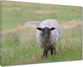 Vászonkép 70x50 Juh legeltetés Bárányok Juhok