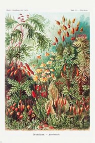 Plakát Ernst Haeckel - Laubmoose, (61 x 91.5 cm)