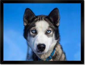 Poszterek keretben 40x30 Husky