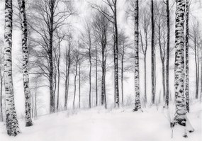 Fotótapéta nyírfa tél fehér tájkép nyugodt kilátás a nappali hálószobába 415