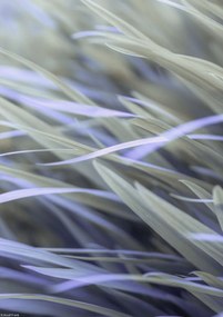 Poszter 21x29,7cm Fű, Assaf Frank