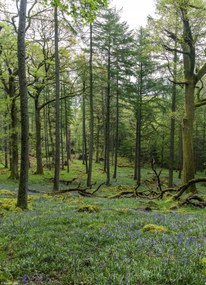 Poszter 20,5x28,4cm Fák az erdőben, Assaf Frank