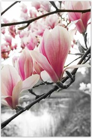 Poszterek 80x120 Magnólia Virágok