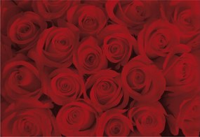 Fotótapéta Vörös rózsák elegancia az otthonodban akcentus 208x146 +ragasztó