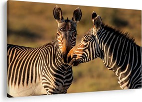 Kép - Két zebra (90x60 cm)