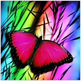 Poszterek 100x100 Pillangó