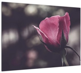 Kép - Rózsa virág részlete (üvegen) (70x50 cm)