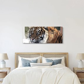 Tigris képe (120x50 cm)