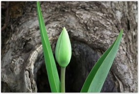 Poszterek 120x80 Zöld tulipán