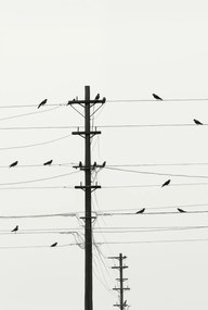 Poszter 61x90,5cm Szimfónia a dróton