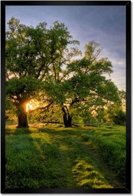 Poszterek keretben 40x60 Rogalin tölgyek