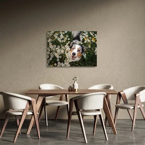 Üveg kép - Ausztrál juhászkutya (70x50 cm)