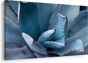 Kép - Agave (90x60 cm)