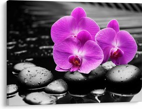 Kép - Lila orchideák (70x50 cm)