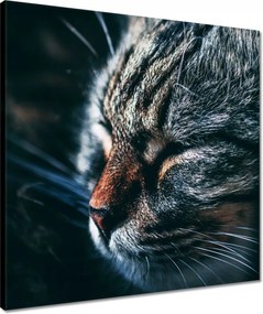 Vászonkép 50x50 Cica Cicák