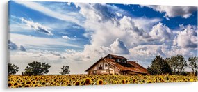 Napraforgó mező képe (120x50 cm)