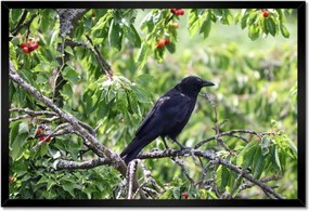 Poszterek keretben 60x40 Madarak