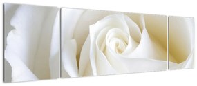 Kép - fehér, rózsák (170x50cm)