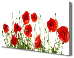Vászonkép Pipacsok virágok természet Plant 100x50 cm