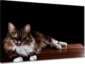 Képek 120x80 Gyönyörű hosszú szőrű macska