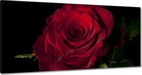 Vászonkép 60x30 Vörös rózsa