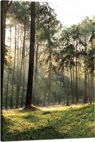 Vászonkép Erdő Fák Nap Természet 80x120 cm